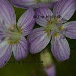 Spring beauties
Shrader-Weaver Nature Preserve