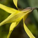 Yellow trout lily
Shrader-Weaver Nature Preserve