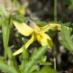 Yellow trout lily
Shrader-Weaver Nature Preserve