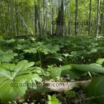 Mayapples and log
Eunice Bryan Nature Preserve