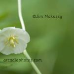 Mayapple blossom
Eunice Bryan Nature Preserve