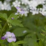 Wild geranium
Eunice Bryan Nature Preserve