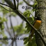 Baltimore oriole
Ft. Harrison State Park