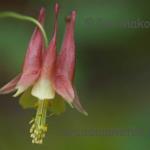 Columbine
Hathaway Preserve