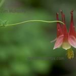 Columbine
Hathaway Preserve