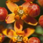 Butterfly weed
Strawtown Koteewi