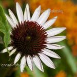 Purple coneflower & butterfly weed
Strawtown Koteewi