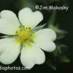 Cinquefoil 
Douglas Woods Nature Preserve