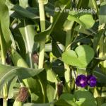 Morning glories in the corn
near Arcadia