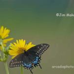 Swallowtail on cup plant
Strawtown Koteewi