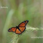 Viceroy on canadian rye
Strawtown Koteewi