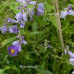 New England aster & downy skullcap
Strawtown Koteewi