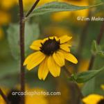 Black-eyed susan
Strawtown Koteewi Park