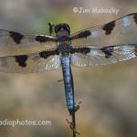 Dragonfly
Jim's yard