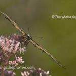 Yellow swallowtail on pink thoroughwort
Potato Creek State Park