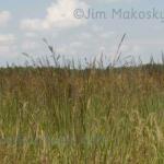 Indian Grass
Strawtown Koteewi Park