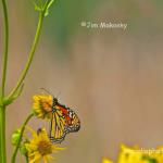 Monarch on cup plant
Strawtown Koteewi Park