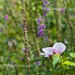 Swamp flowers
Kankakee River Fish & Wildlife Area