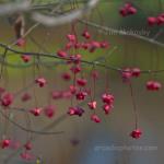 Leafless berries
Strawtown Koteewi Park