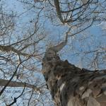 Treetop sycamores
Strawtown Koteewi Park