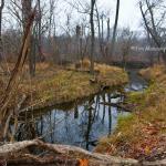 Island stream along White River
Strawtown Koteewi Park