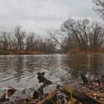 Downstream island
Burr Oak Bend