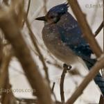 Blue jay in the snow
Jim's yard