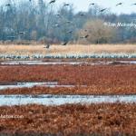 Sandhill crane flock on Bee Hunter Marsh