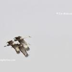 Three sandhill cranes over Bee Hunter Marsh