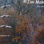 Three sandhill cranes coming in for a landing on Bee Hunter Marsh