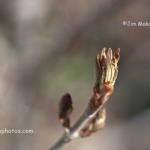 "Nature's first green is gold"
Shrader-Weaver Nature Preserve