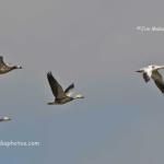 Snow geese
Goose Pond #10